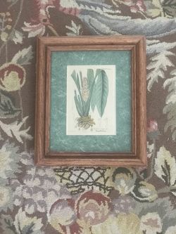 Botanical print in oak frame