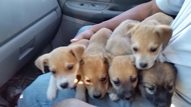Free. Puppies