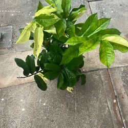 (Zamioculcas zamiifolia Varigated