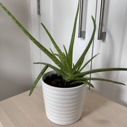 Aloe plant
