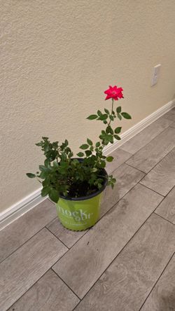 rose in a pot