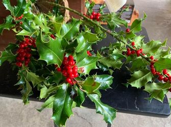 Organic Long Fresh-cut Holly Stem Bunch X2