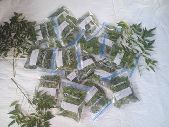 Fresh Curry Leaves – Multiple Bags