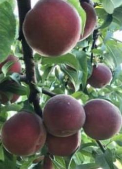 Sweet and Tasty Peaches
