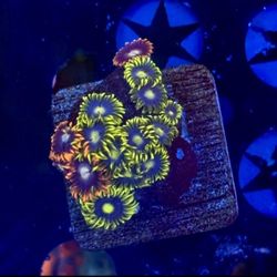 Mix Colony Zoa Coral Display Toy For Saltwater