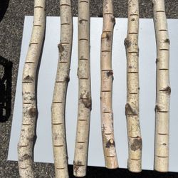 6 White Birch Rustic Place Card Holders