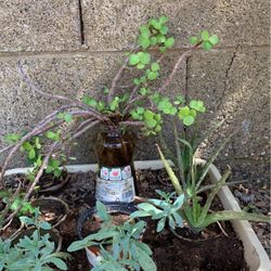 Live Elephant Plants Landscape Garden 