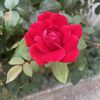 MyLady