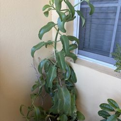 Mother If Thousands Tree