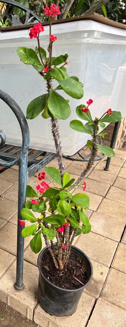Crown of Thorns plant