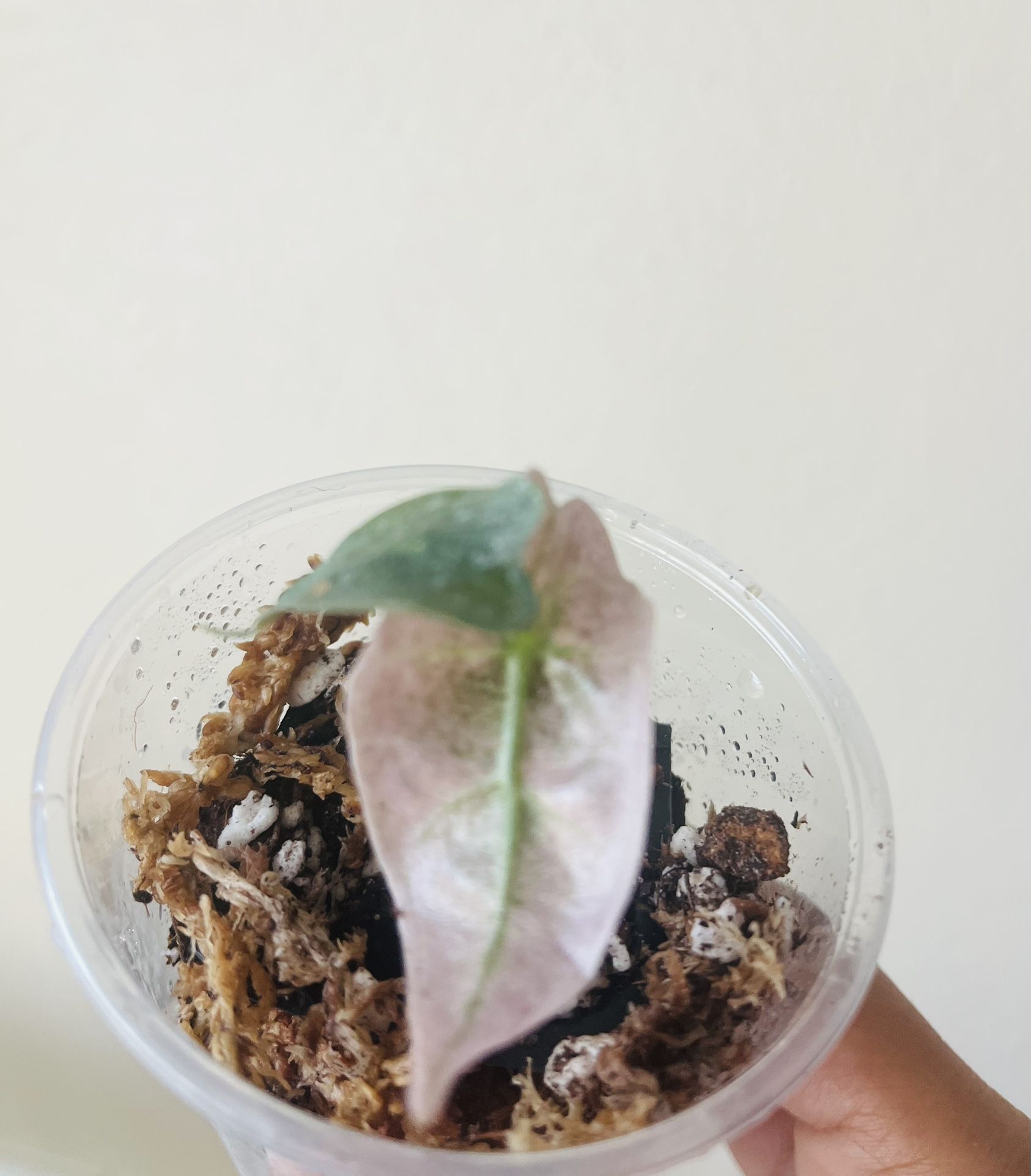 Pink Ghost Alocasia Polly