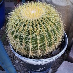 CACTUS (REAL PLANT)