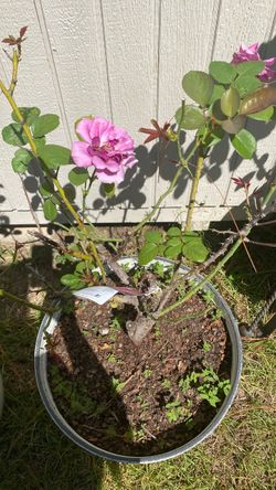 Roses
