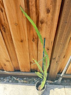 Organic Dragon Fruits Plant In Pot