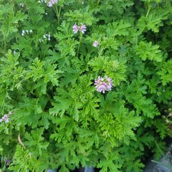 Citronella (Anti-Mosquito Plant)