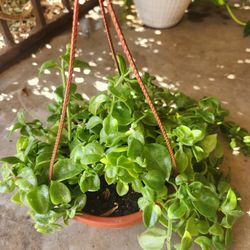 sun roses plant 