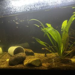 20 Gal Tall 