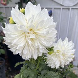 Dhalia Blooming Outdoor Partial Shade Plant, In 5 Gallóns Pot Pick Up Only