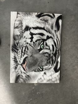 Tiger, black and white picture