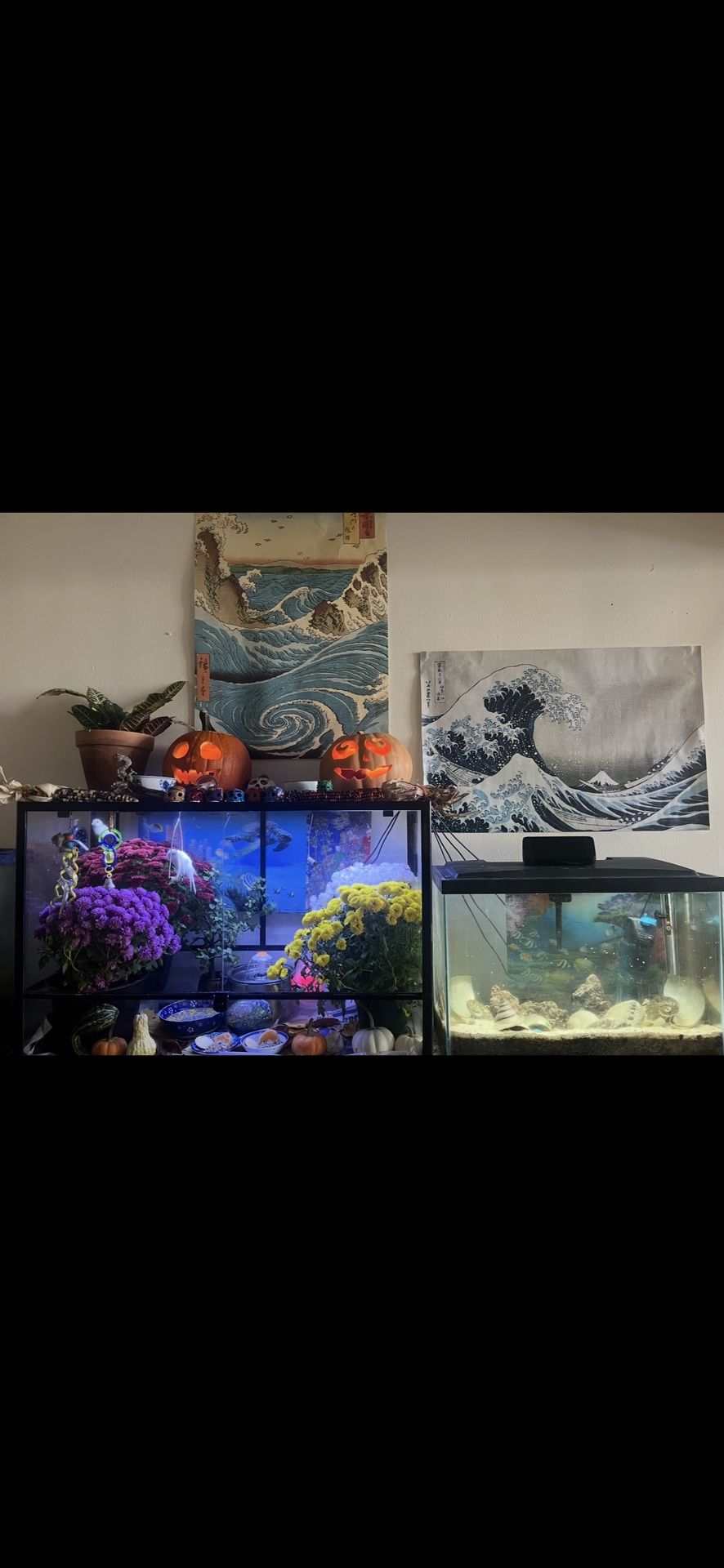 20 Gallon Aquarium And 10 Gallon Aquarium With Stands And Accessories 2 Terrariums One 65 Gal The Other Tall, Pets Not Included