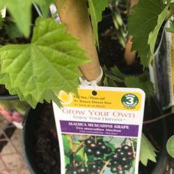 2X Osage Thornless Blackberry Seedling Plants 1 Gallon Fully Rooted