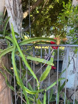 Dragon fruit plant