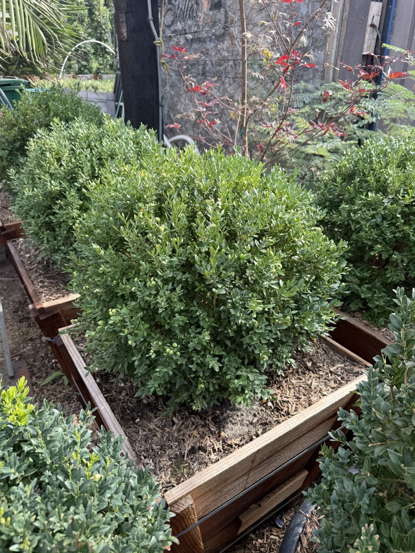 English Boxwood Globes