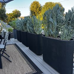 Succulent plants in planters for sale $200 ea