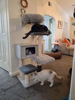 Cat tree