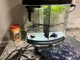 Aqueon Betta Tank with Two Bettas 
