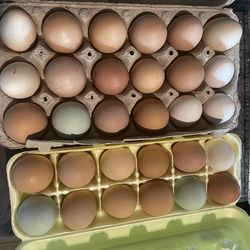 Fresh eggs