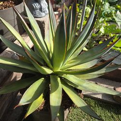 Agave BLUE GLOW Plant