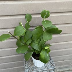 6” Hoya Kerri Super Full 