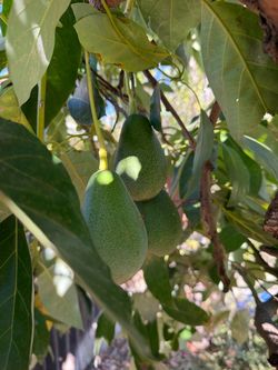 Organic fuerte avocados