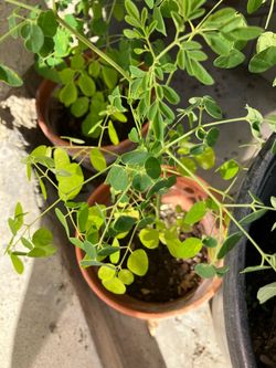 Drumstick Plant (Moringa ) plant