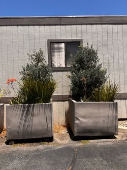 8 Containerized Podocarpus Macrophyllus, also known as Buddhist Pine. See additional details in the description.