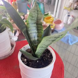 Star Power Snake Plant Indoor