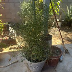 Plant For Sale 