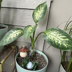 Natural Dumb Cane Plant in 10" Self-Watering Pot - Elegant Indoor Greenery for Any Space