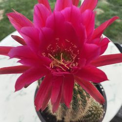 Echinopsis Cactus ‘Echinopsis oxygona’ (Outdoor & Indoor Live Plant) 