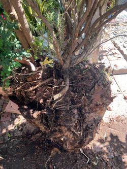 Free Rosemary plant extra large