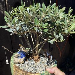 Bonsai Olive Tree Multiple Trunk $85