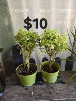 Aralia Ming bonsai