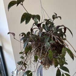 Lipstick Plant Kokodama