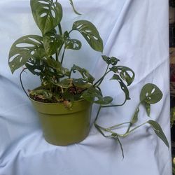 HERMOSAS PLANTAS NATURALES “SWEET CHEESE PLANT 