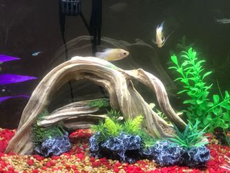 Fish tank 20 gallon