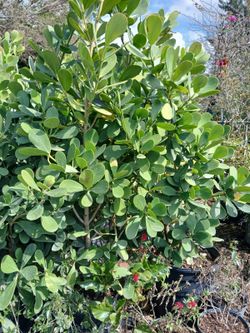 Clusia on sale! $95.00 6.5-7'ft