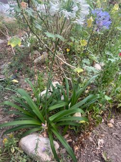 Free agapanthus/lily of the Nile