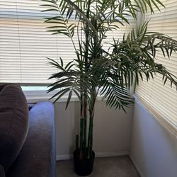 Tall Decorative Palm Plant – Great Condition