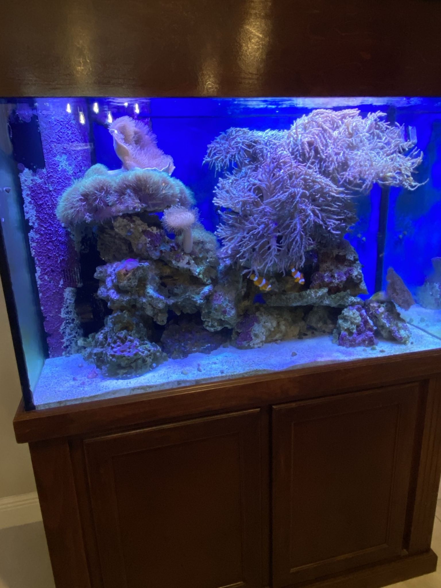 150 Salt Water Tank With Corals And Fish 